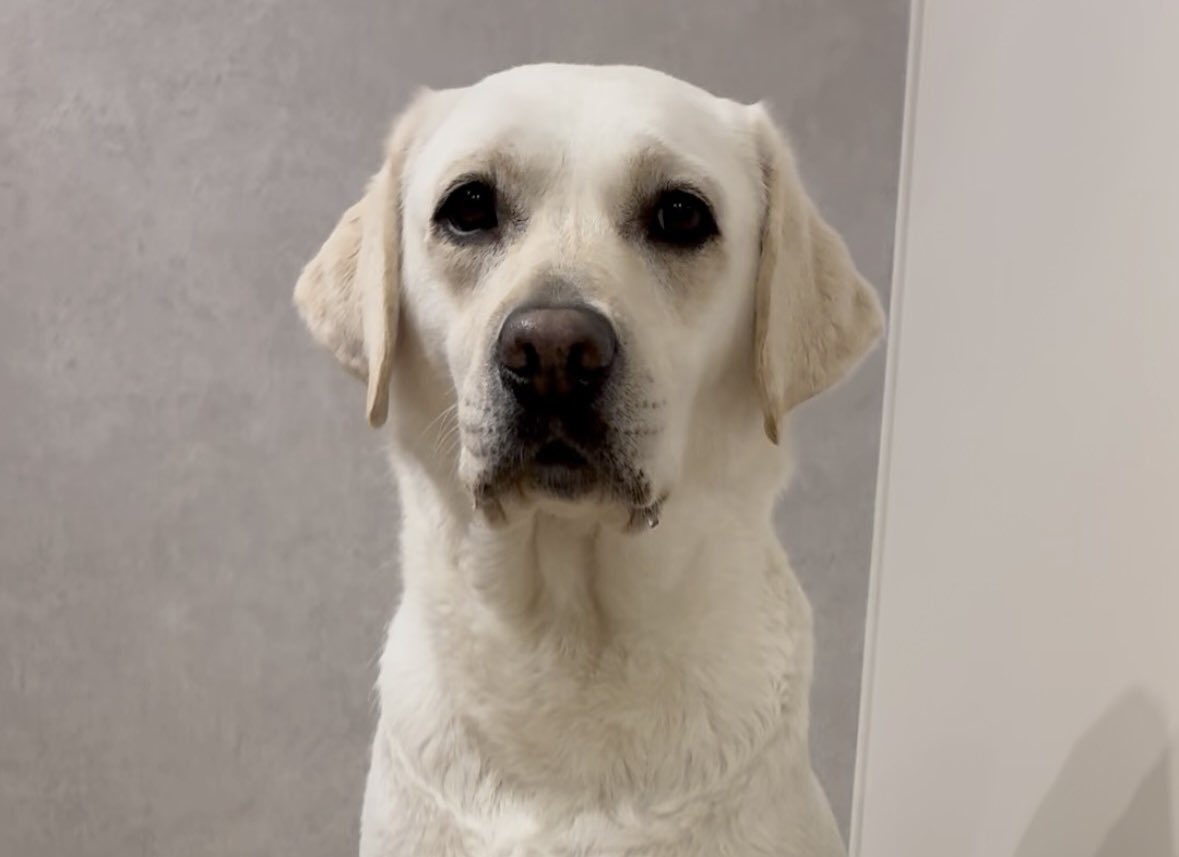 ラブラドール れもん (@lemon20210621) / Posts / X