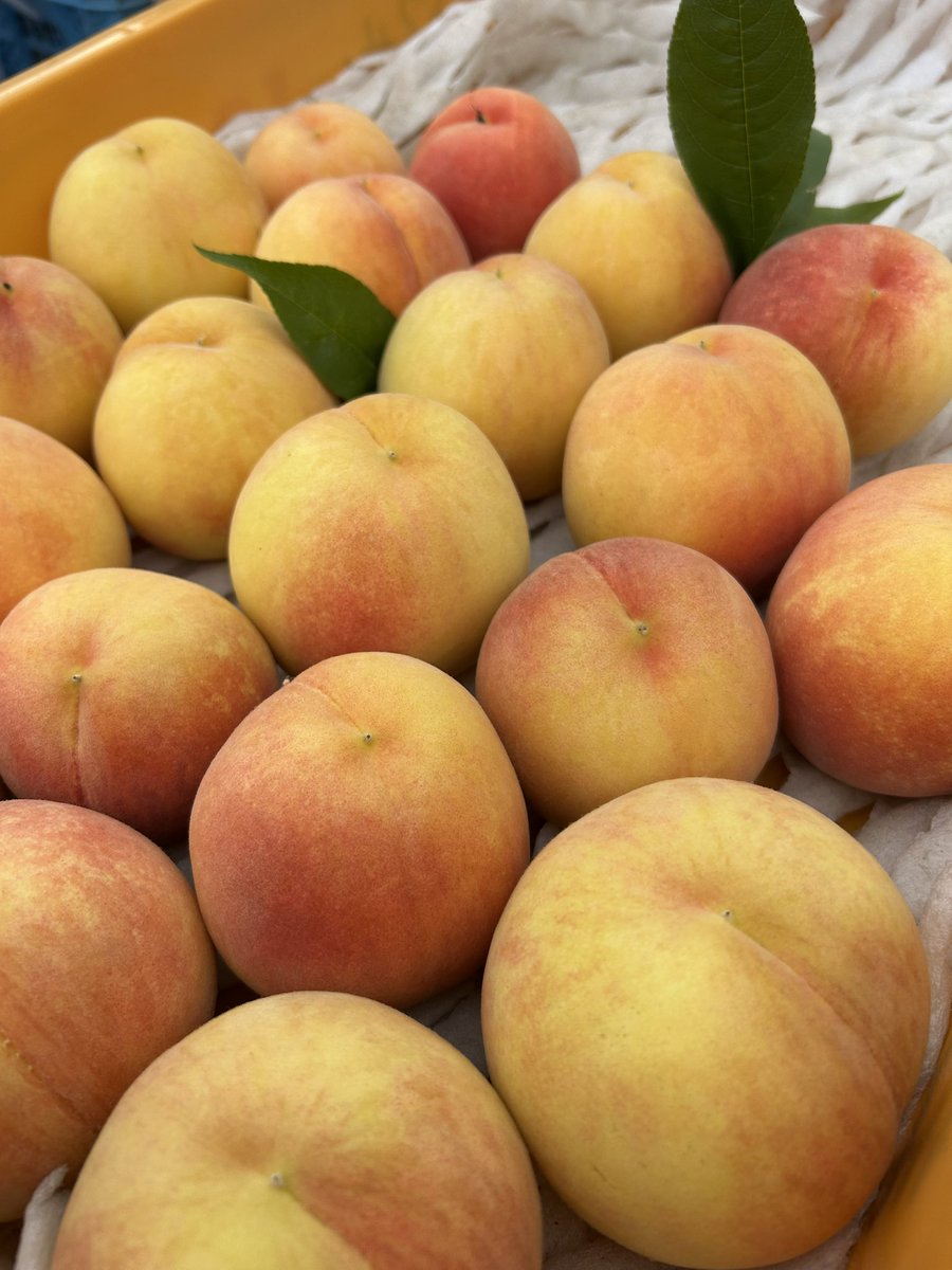 今シーズンラストきらら🍑