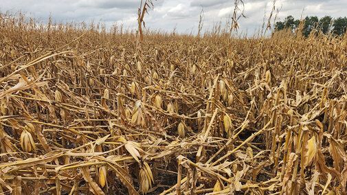 Lodged fields ahead? From moisture strategy to one-way passes, build a field-by-field #harvest25 plan to cut losses &amp; finish strong. buff.ly/1FXNENv 

#NebExt #corn #nebraskaag #agtwitter #cropdisease #farming #cropproduction <a href="/UNLExtension/">Nebraska Extension</a>