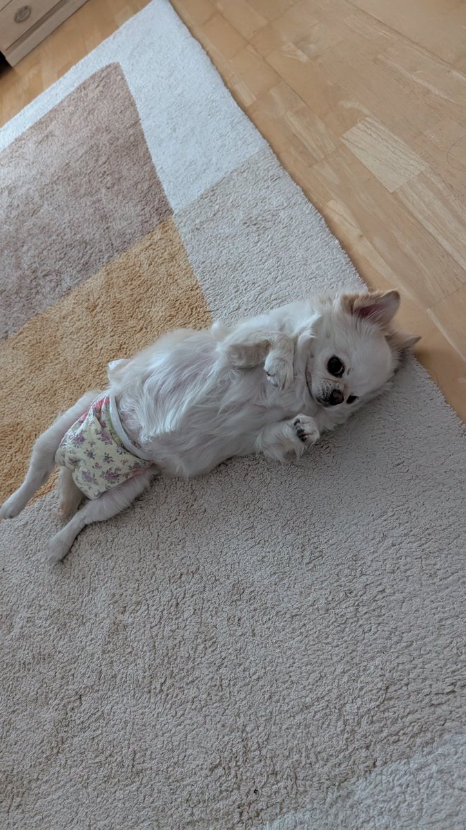 kiyo_narrator's tweet photo. マレーシアの国教はイスラム教。
犬は不浄の存在と聞いていたので
日本から連れてくるときは
ビクビクしてたけど、
散歩ですれちがうたびに
「Meowミャ〜オ」
と言われる…
ぜったい猫だと思われてる🤣
マレーシアは
ペットフレンドリー🐶🐱
#マレーシア #チワワ https://t.co/QXMwNcbqwG