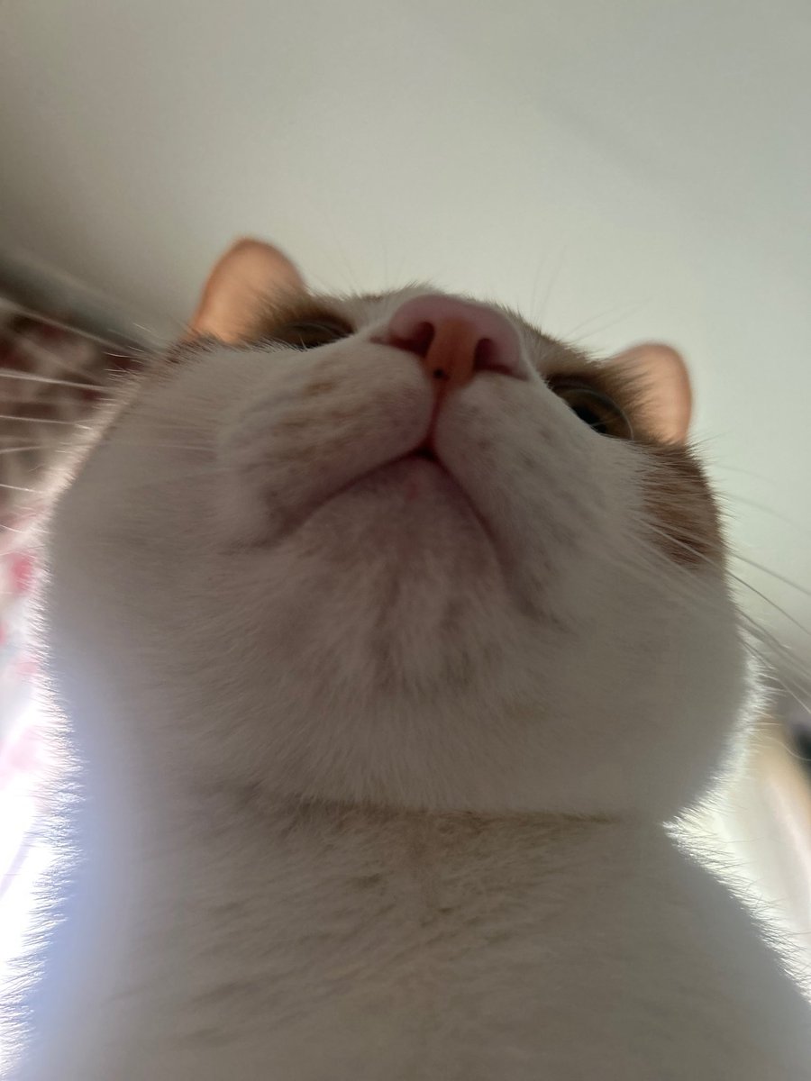 치즈만두 팝니다 🧀