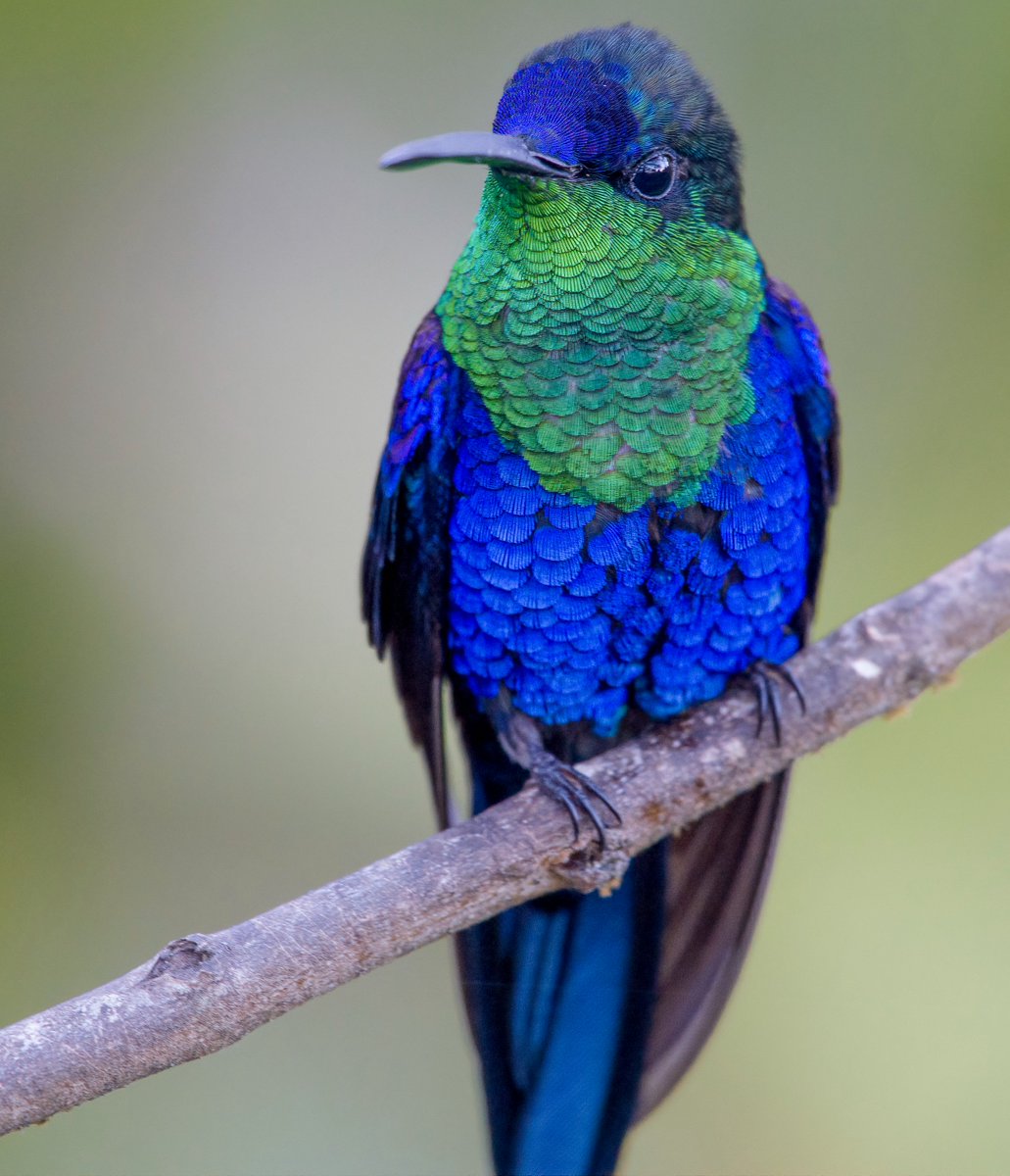 Cada plumita fue cuidadosamente puesta para que estuvieran en armonía con ese color 💙💙 (Azul) y  💚💚 (Verde)...
Lo conocemos como (Zafiro del Bosque) y los académicos le dicen (Thalurania colombica)
Este colibrí lo puedes observar aquí cerquita d Bogotá en Tena (Cundinamarca)