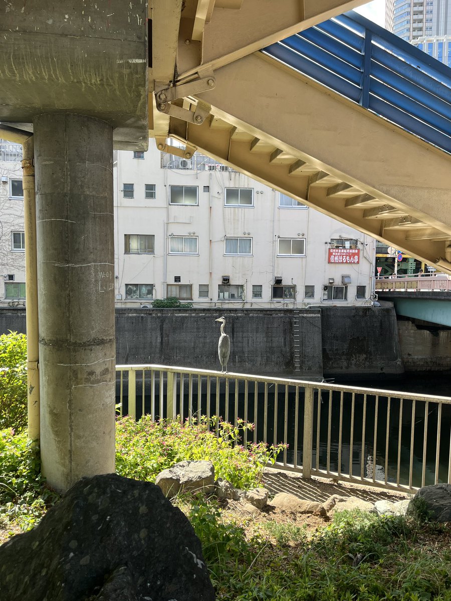 事務所への朝道すがら、なんかすごい鳥いた。