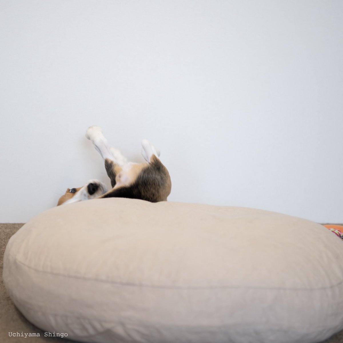 内山慎吾 (@uchiyamashingo) on Twitter photo 