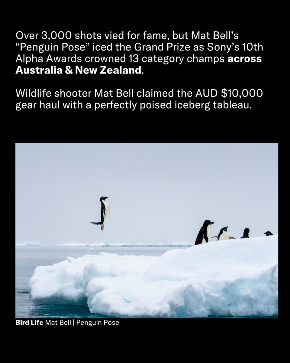 manofmany's tweet photo. This penguin stole the show at Sony’s 2025 Alpha Awards 🐧

@matbellphotography "Penguin Pose" beat 3,000 rivals to scoop AUD $10,000 in gear, while 13 more shooters shared the AUD$62,000 prize pool.

#manofmany #SonyAlphaAwards #Photography #SonyAlpha #ANZCreatives #MatBell #WildlifePhotography #MirrorlessMagic

Images: @sonyalpha_anz