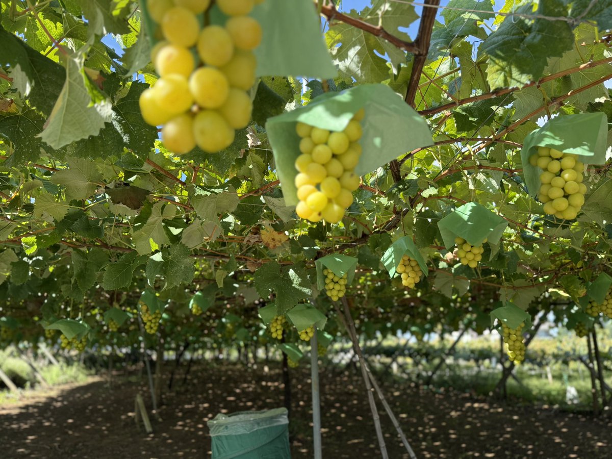 kusashio's tweet image. 9月25日（木）おはようございます。今日は秋晴れ＼(^^)／
シャインマスカット狩り、食べ放題を開催しています♪