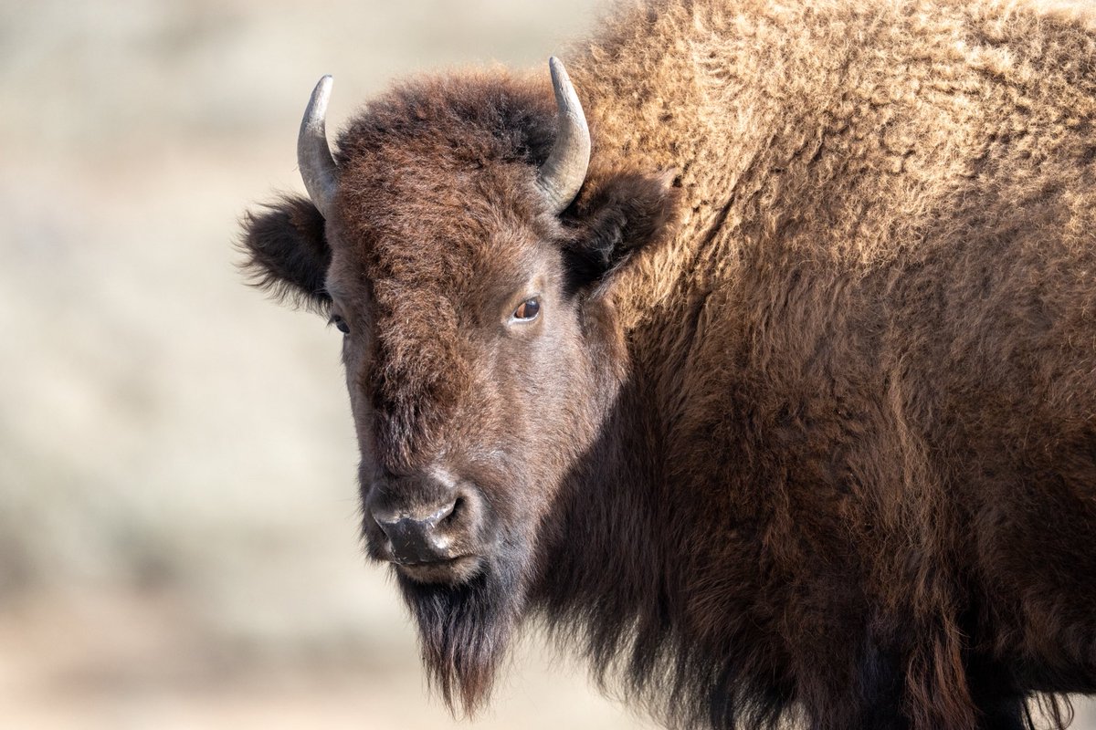 repyourwild's tweet photo. The staredown ...

#repyourwild #bison #explore https://t.co/j1Mi4ygibC