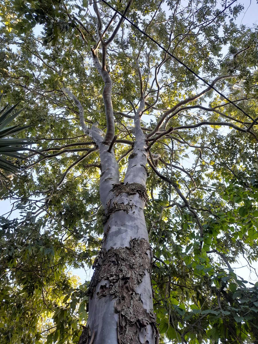 Los árboles crecen tanto que parecieran tocar el cielo. 
Mirar desde abajo ofrece perspectiva de lo diminutos que somos los seres humanos, pero tan destructivos que, avergúenza.