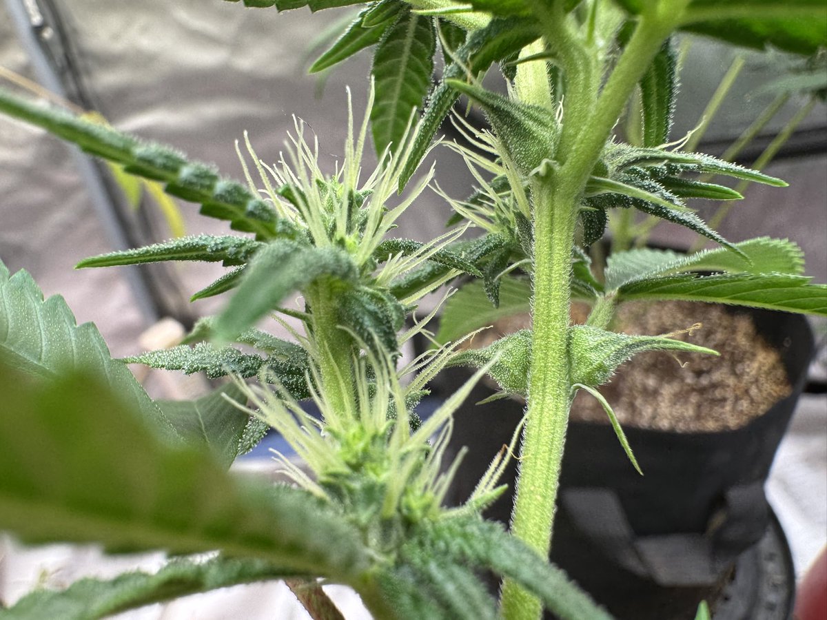 Foreshadow. 
I did a nasty with something from <a href="/TheGrassMenagry/">M@d Sci3ntist 💨🕳🔄◼◻🟣</a>