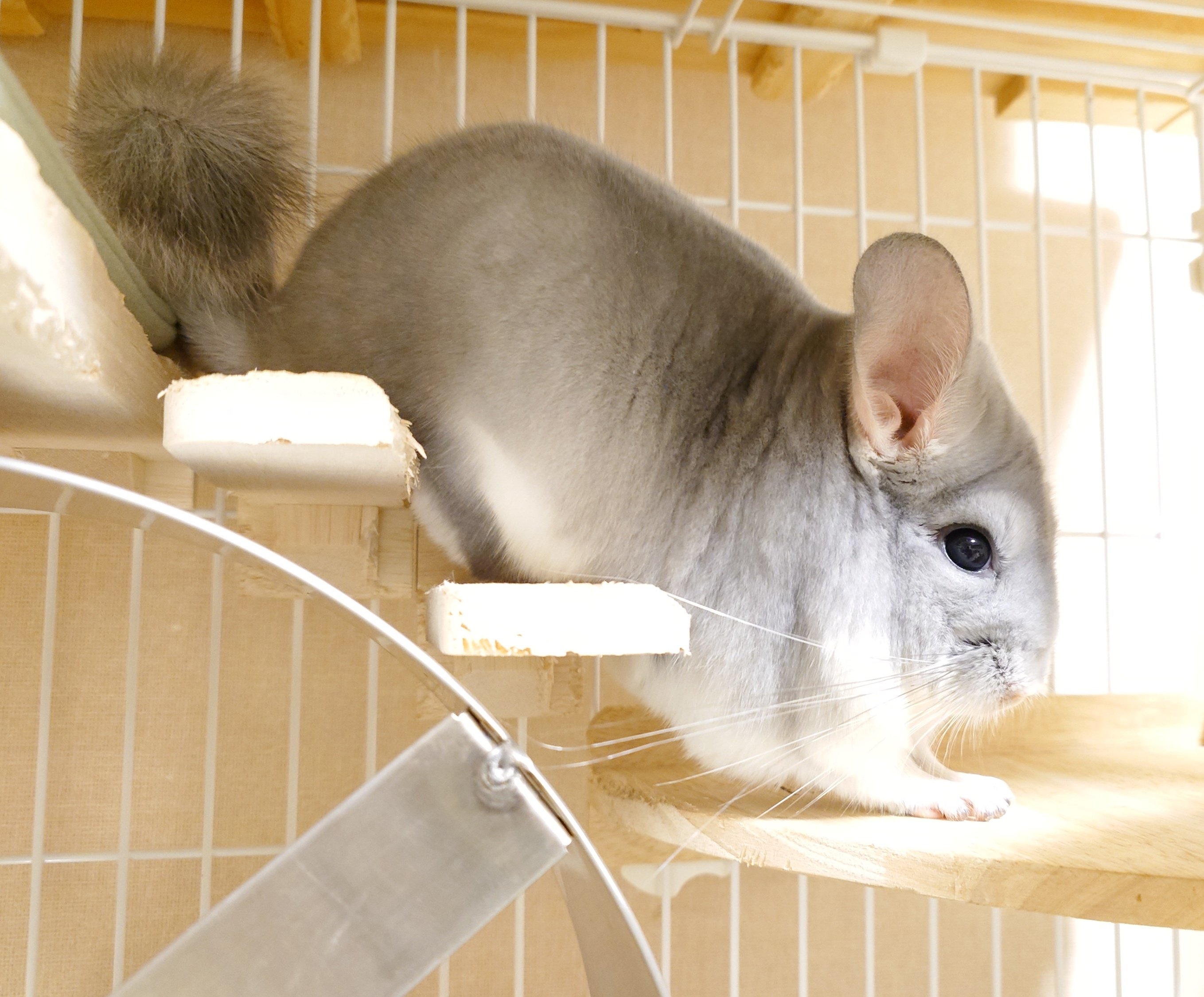 チンチラ 鈴木オーナー監修】吉徳 チンチラぬいぐるみ | Royal Chinchilla