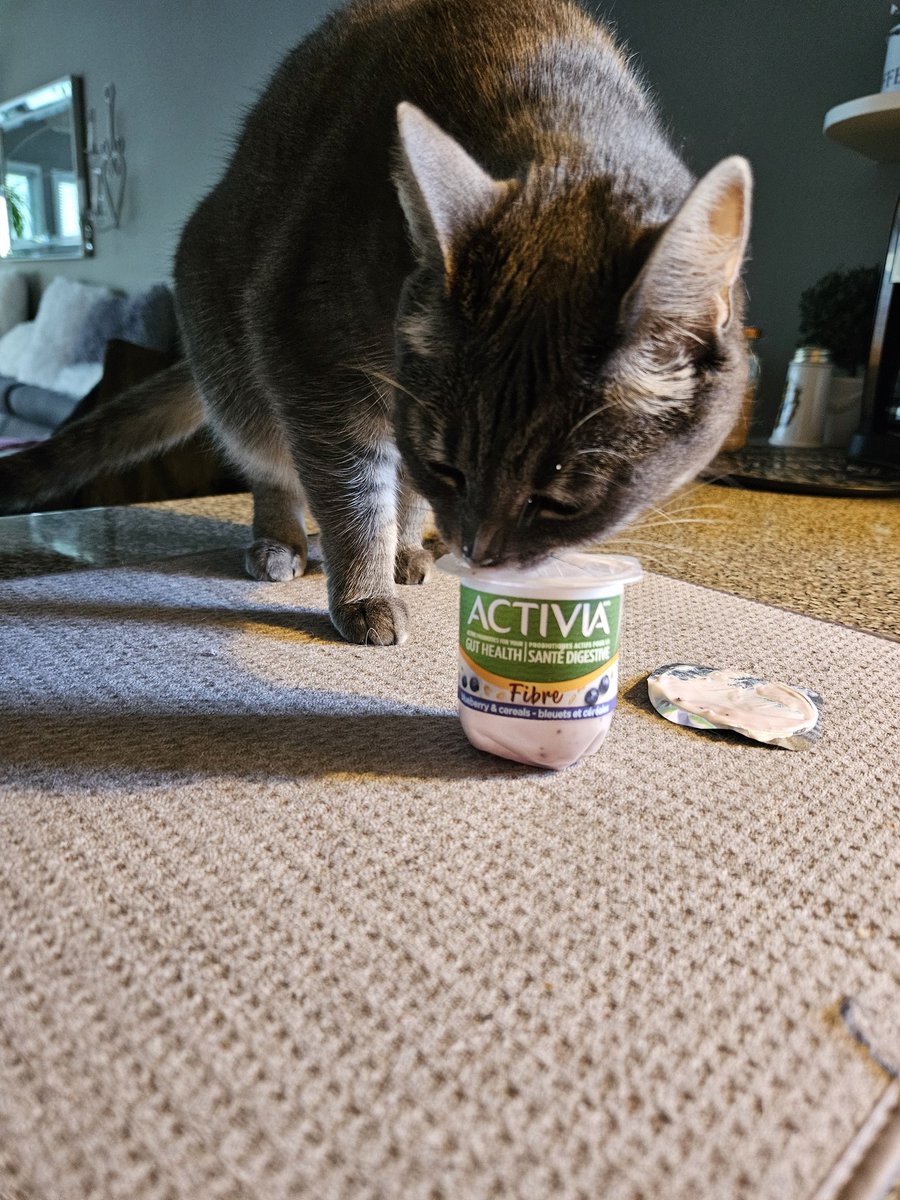 My cat is an absolute yogurt fiend. 

Dropped a yogurt on the ground, and it exploded. Went to get a cloth, turned around, and it was already cleaned up.