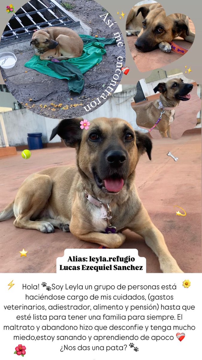 Ella es Leyla. Necesitamos ayuda realmente para sus gastos. Está en un refugio desde diciembre cuando apareció atada en una canil. Está aprendiendo a no ser agresiva, producto del maltrato, para poder ponerla en adopción.
Con lo que puedas es un montón.
El alias es Leyla.refugio