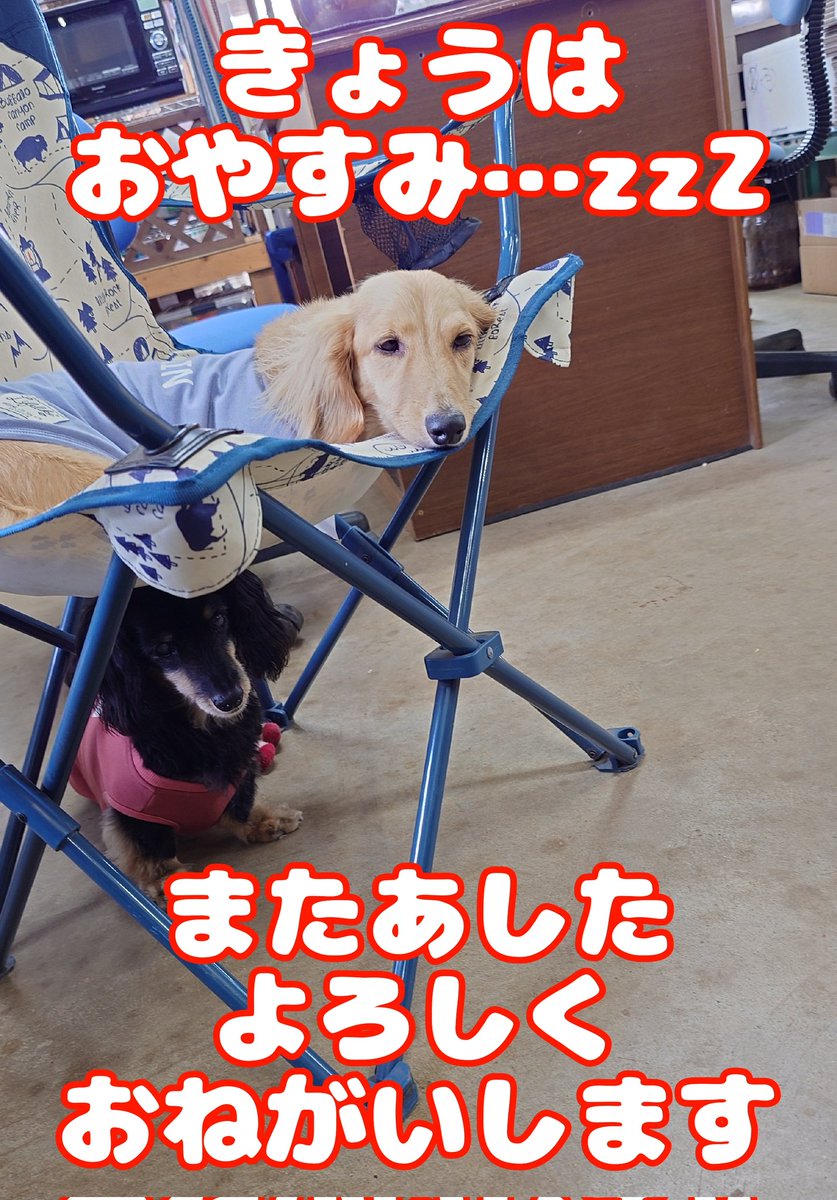 maruna74en's tweet photo. 【臨時休業のお知らせ】

本日《9/25(木)》は
《⚠️臨時休業⚠️》
とさせて頂きます。

大変ご迷惑をおかけしますが、ご了承ください。
明日(9/26)は通常通り営業致しますが、収穫量が極端に減りつつあります……。
ご入用の方は11時頃のご来店がオススメ✨ https://t.co/03L21zLZCu