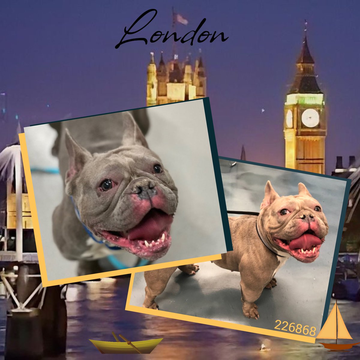 🐾6-y/o London at ACC in May &amp; now back, surrendered b/c owner cannot afford a vet - having some bladder issues, ear infection, mild heart murmur &amp; BOAS. Friendly w/ strangers, kids &amp; dogs. Calm, sweet, earned best possible behavior rating &amp; okayed for young kids. Available to