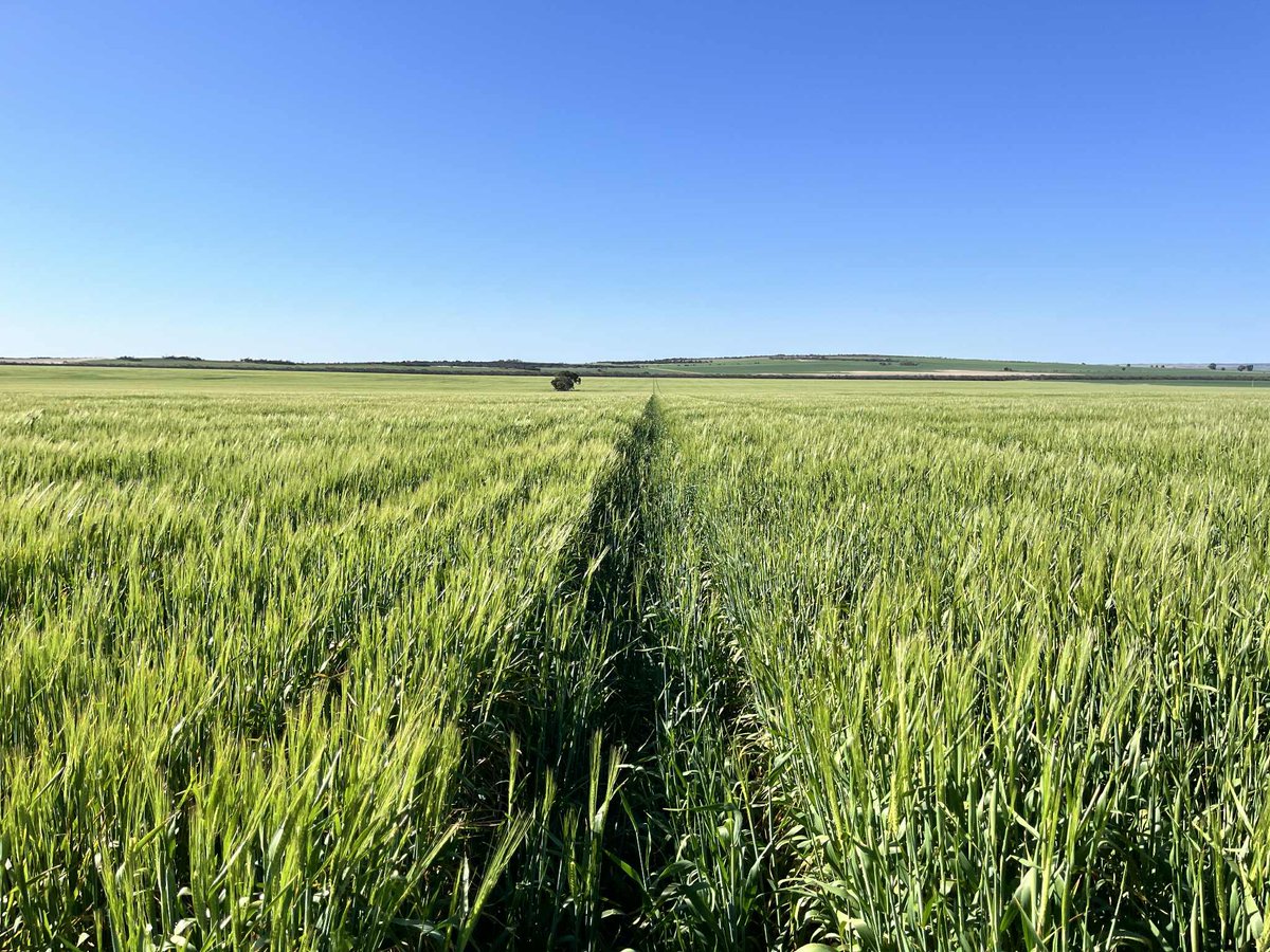 Agfert Fertilizers tweet media