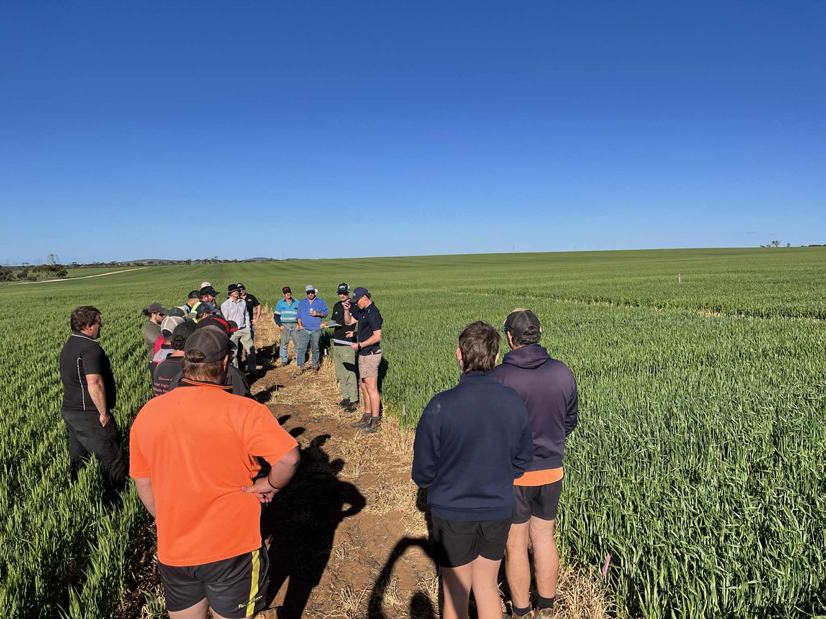 Agfert Fertilizers tweet media