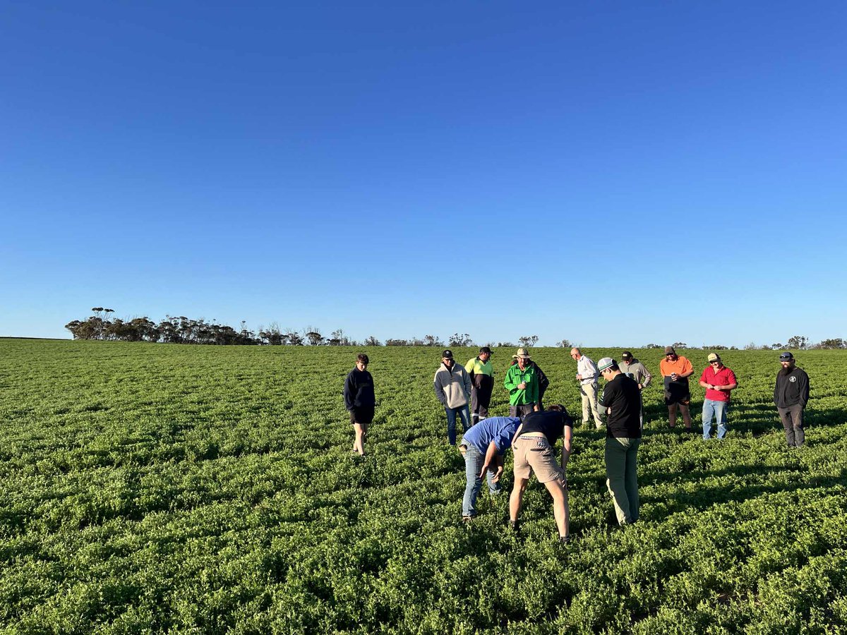 Agfert Fertilizers tweet media