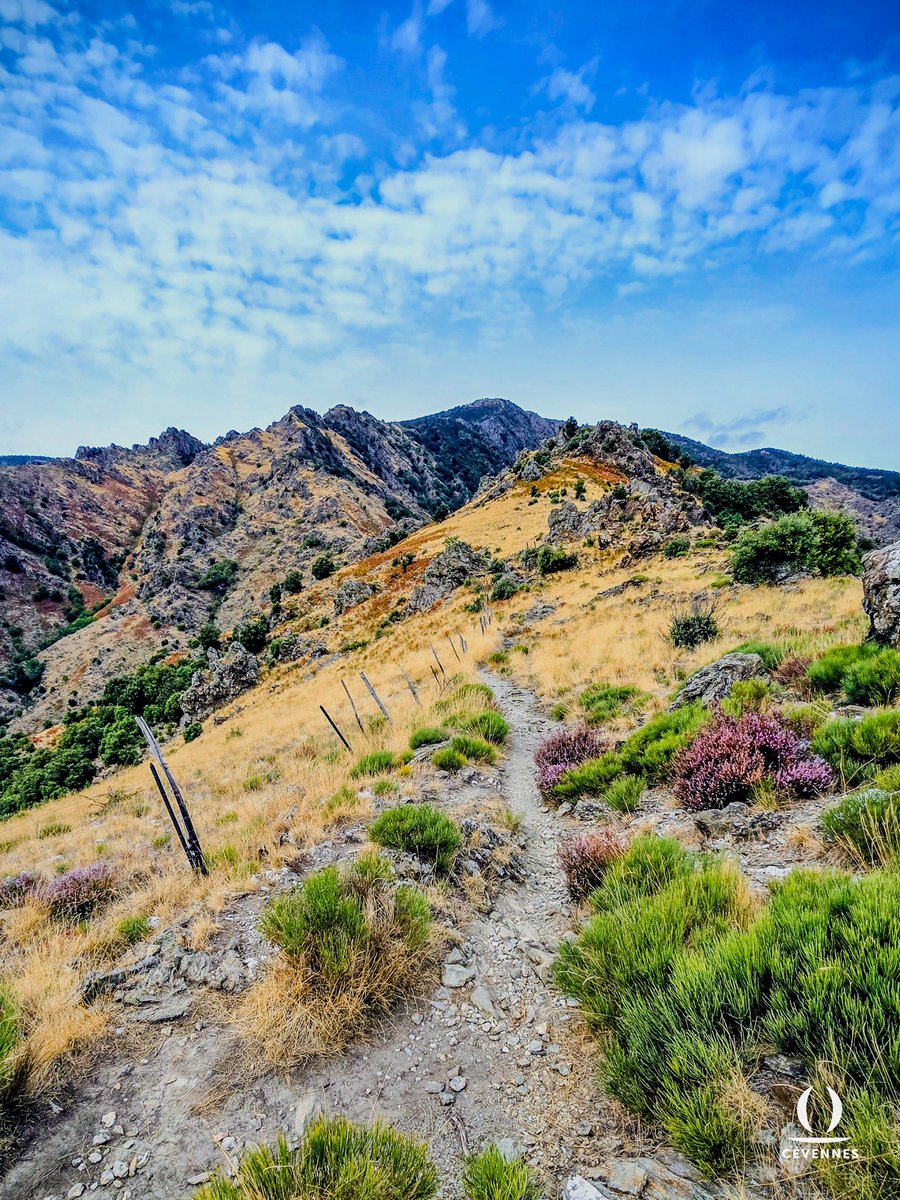 « Tu reviendras, portant la liberté des cimes
Dans ces fleurs de l’espace embaumant tes bras nus,
Et penchée en riant sur de profonds abîmes,
Tu goûteras l’amour des dangers inconnus. »
⛰️🌱🌺
📖 Marie de Régnier
📷 Didier Soisson
🗺️ Val d’Aigoual
#Cévennes #Oraterra