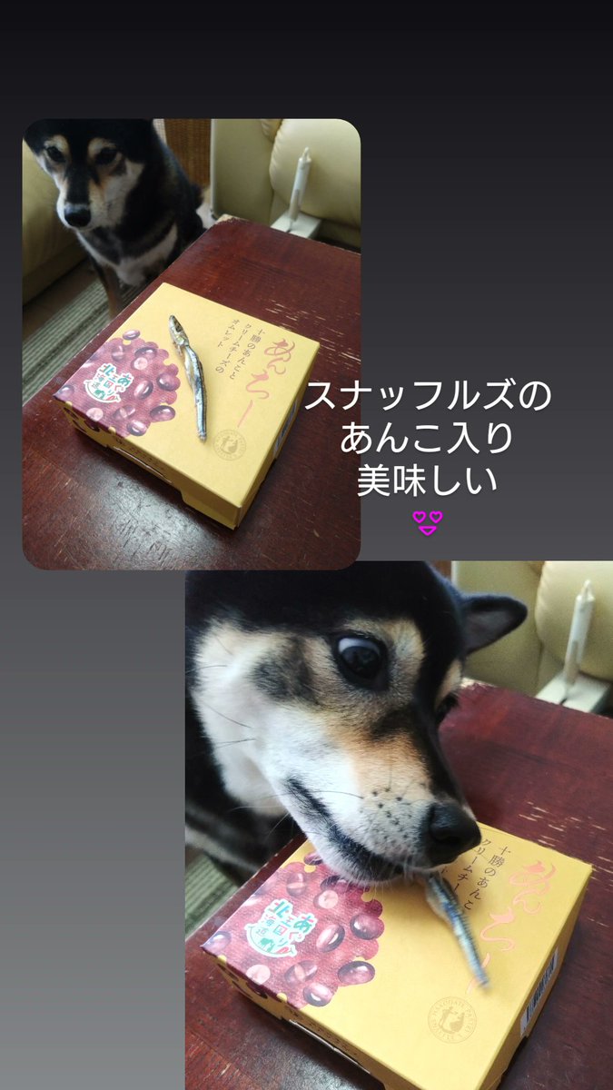 takac426's tweet photo. お主にあんちーはやらんぜ😂

#スナッフルズ
#あんちー
#柴犬
#おはぎ https://t.co/xi7juHl9i1