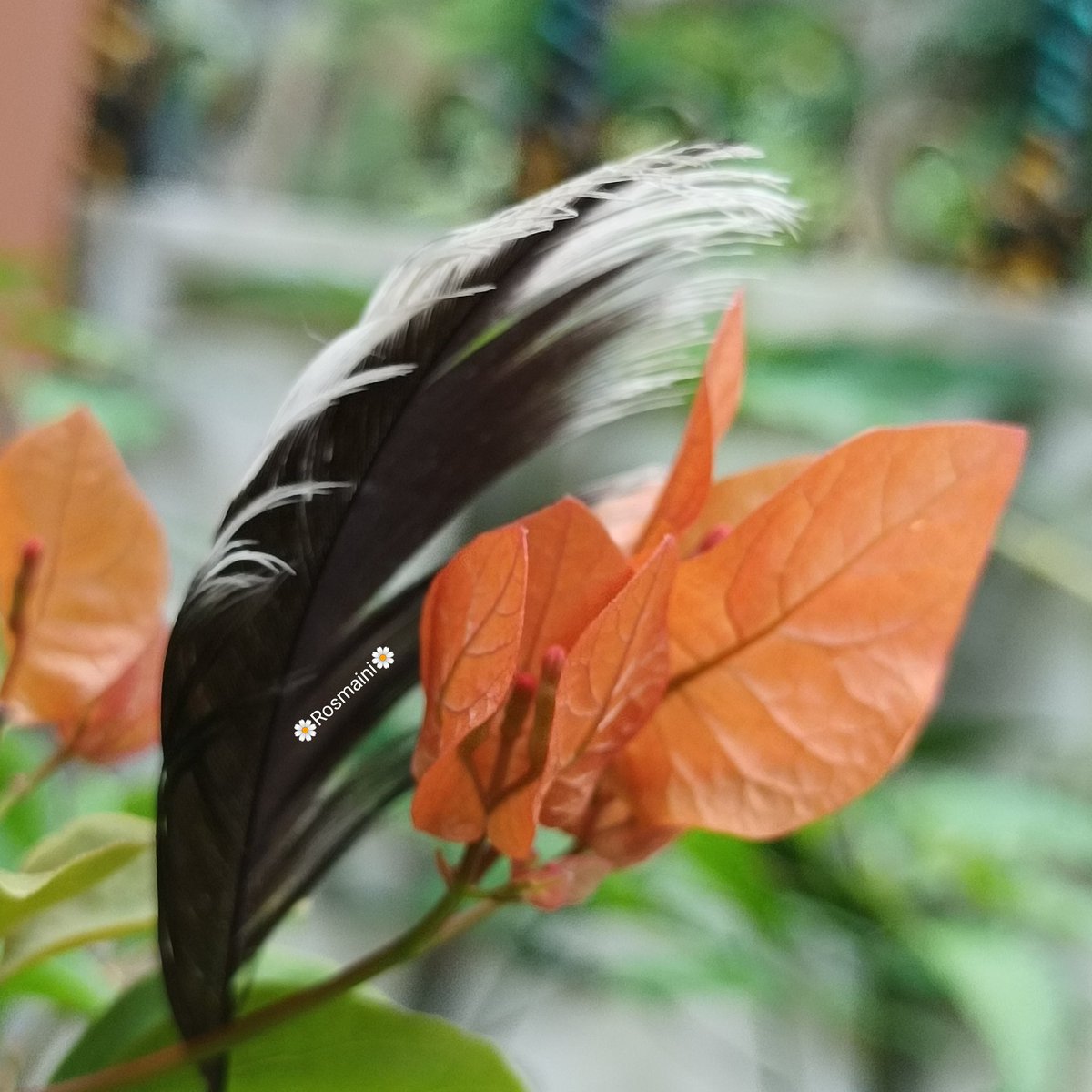 R_o_s_m_a_i_n_i's tweet image. Your words of love
Like a fresh breeze
That kisses me
Making my soul soar
Your words of love
Always touch my heart

✍️📸🌼Rosmaini🌼