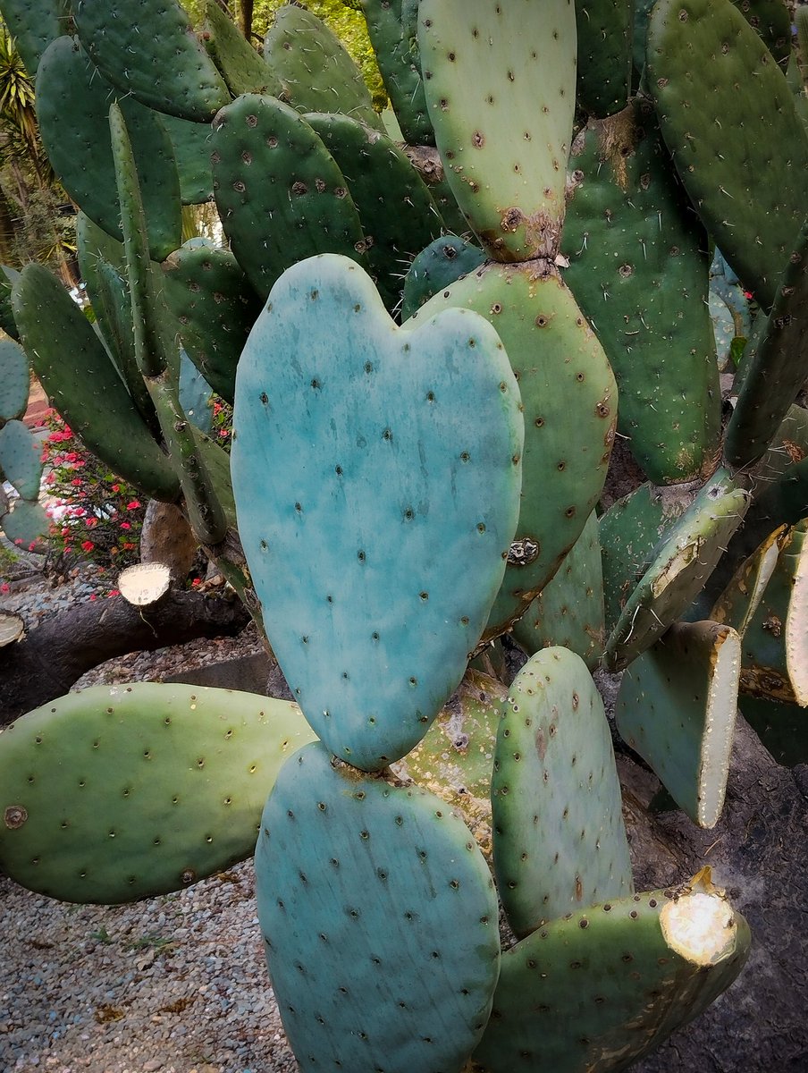 isacuricaverie's tweet photo. #Heartsofnature 🌵💙🌵💚
📍Opuntia ficus-indica https://t.co/AFjgNNYzpt