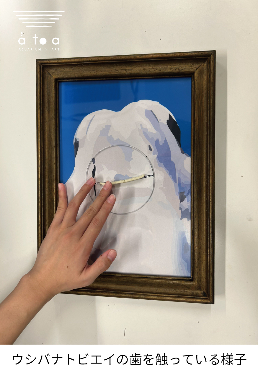 マダラトビエイ　歯　顎　標本　C１ マダラトビエイ歯顎標本C1