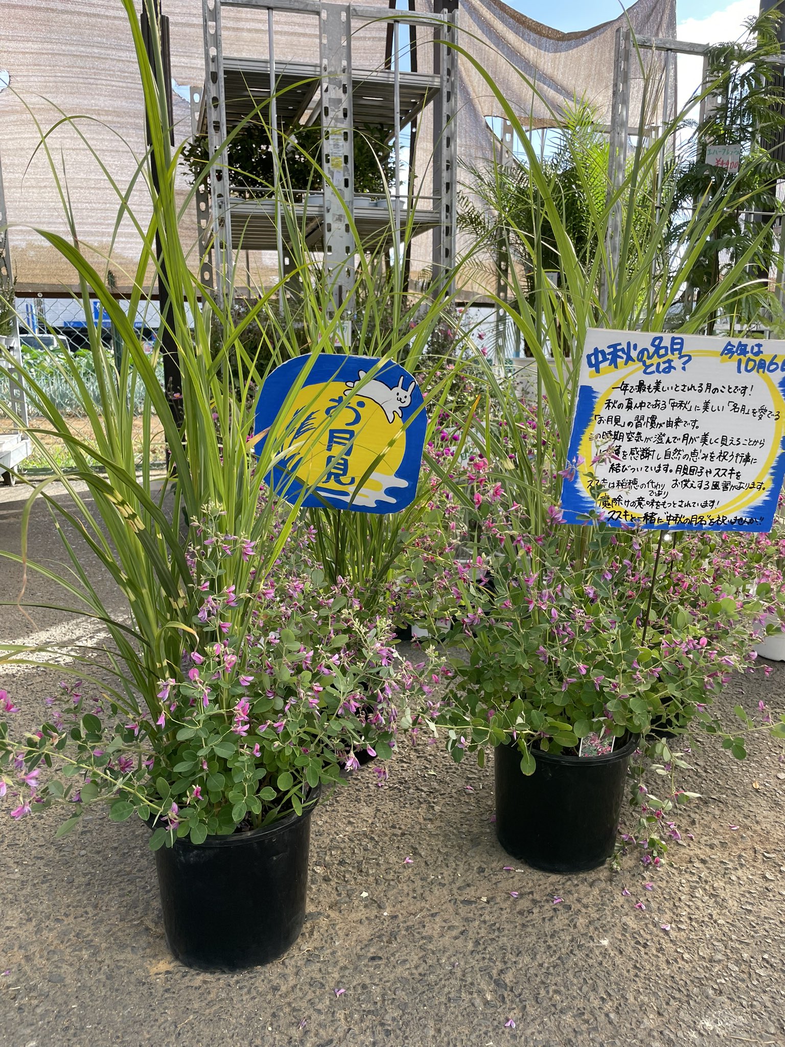 天目秞花入れ ワールドフラワーすみれが丘店 on X: 