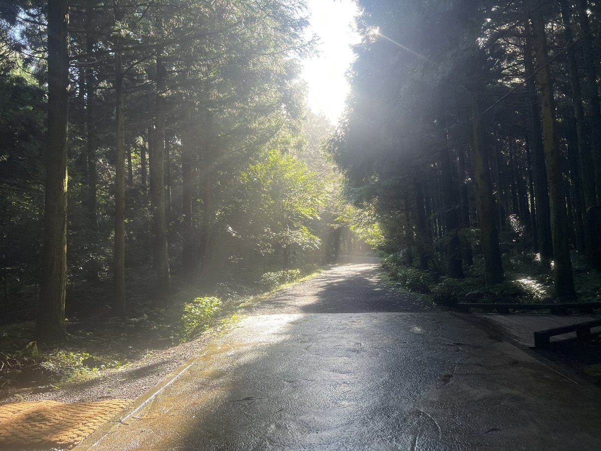 오늘 아침에 숲에 갔는데 정말 예뻤다!!