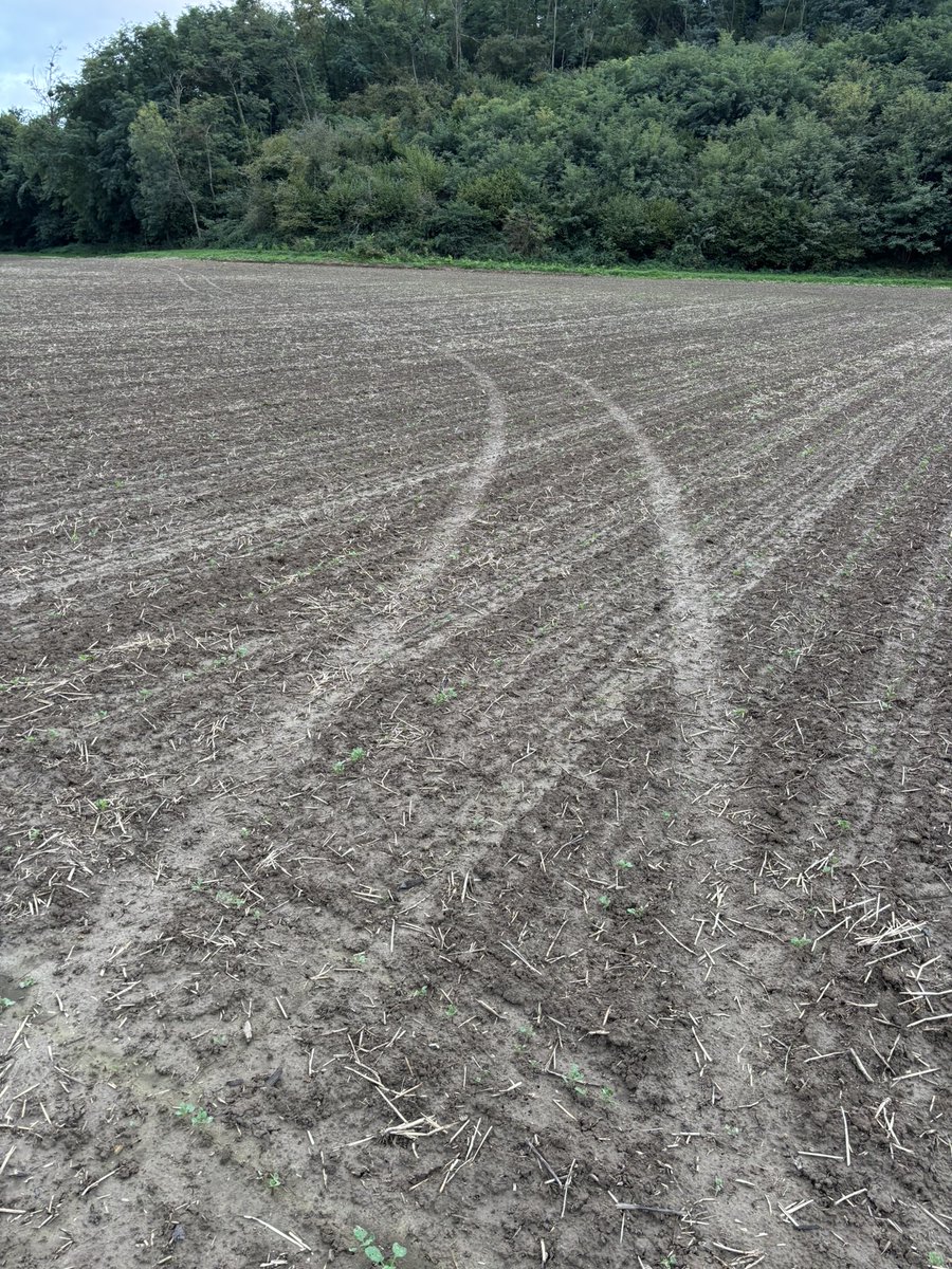 Avant / après semis, j’en suis à la 6eme voiture qui passe dans mes colzas ! Rien que ça ! 
Cette fois, celui là il a descendu le talus et à fait le tour de la parcelle pour ressortir par le chemin 🤦‍♂️😤
Les dégâts sont minimes, le colza compensera mais c’est le non respect qui 😡