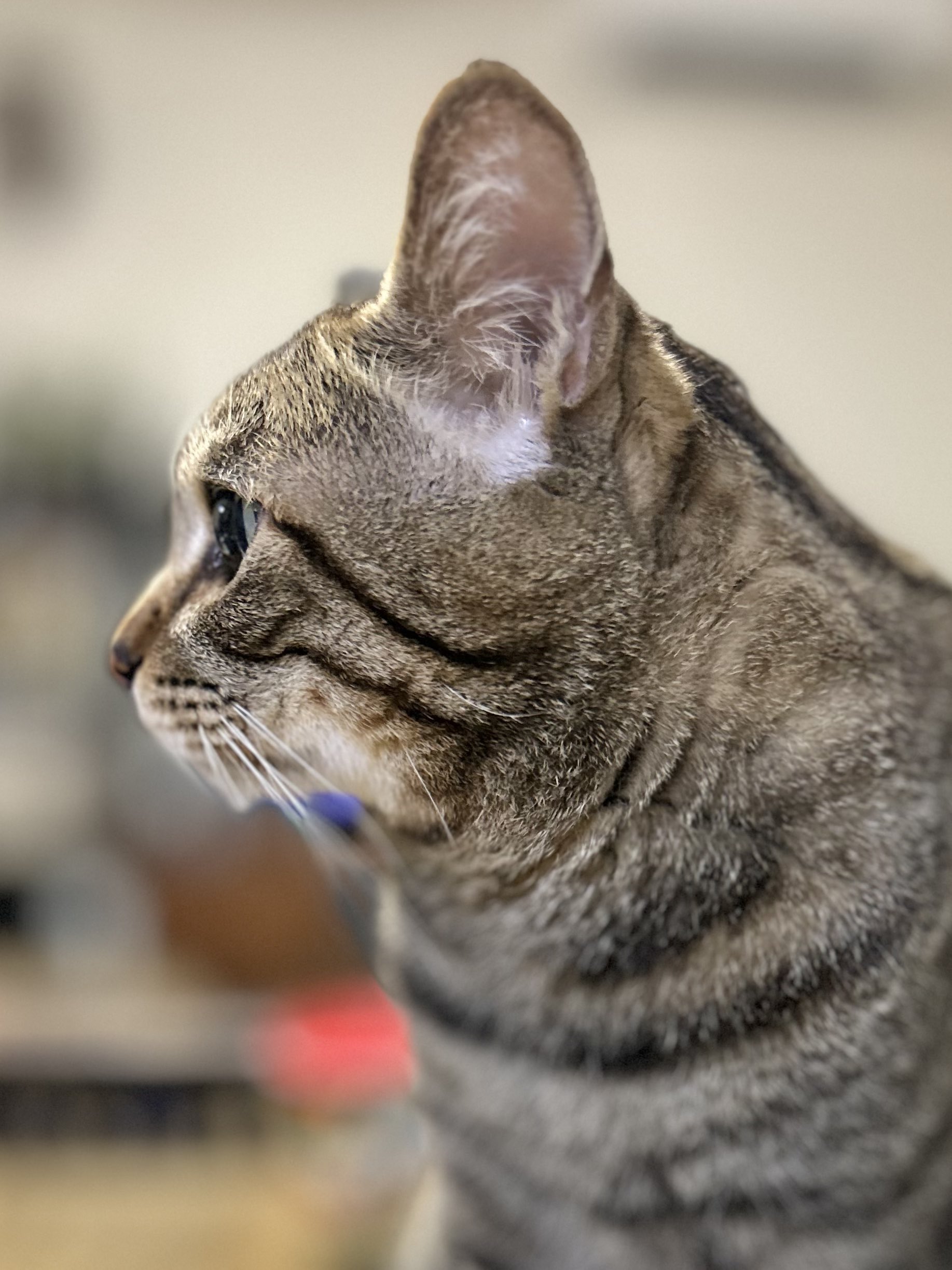 ♡にゃんこ♡ にゃうこ (@nia_7053) / X