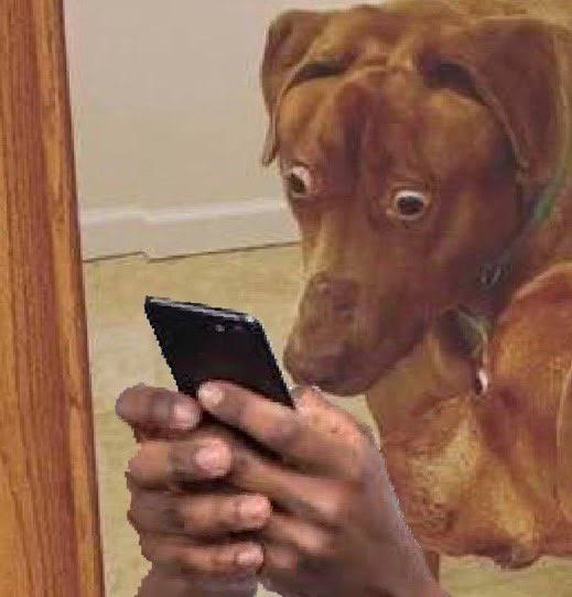 Pup Davey tweet media