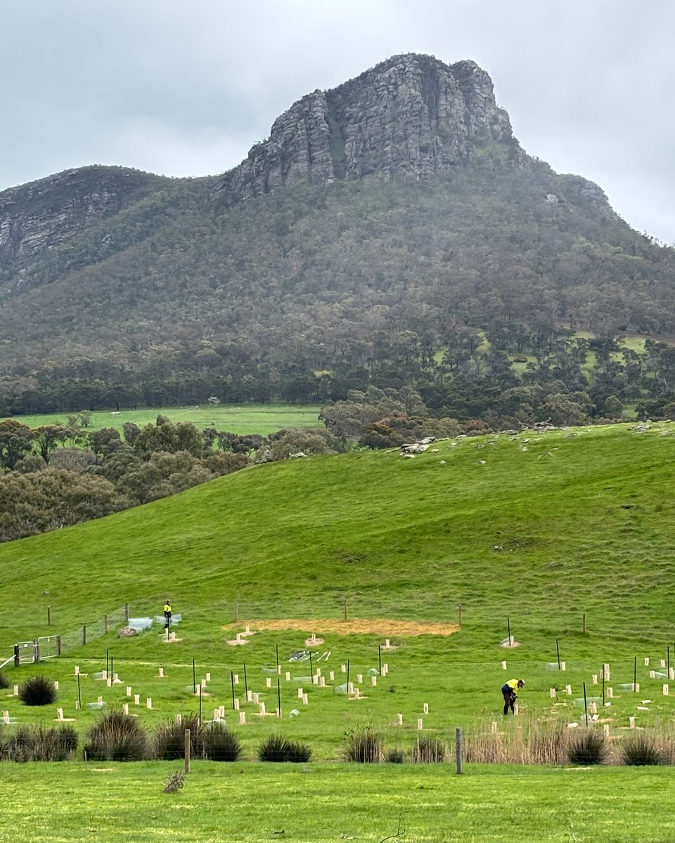 GHCMA's tweet image. Oh the irony - the first members of our Drought Employment Program began work this week ... and they&apos;ve been tree planting in the rain with our CMA works crew of Galen and Howard!
But in terms of work locations, we think this isn&apos;t a bad one.
#greendrought #localemployment