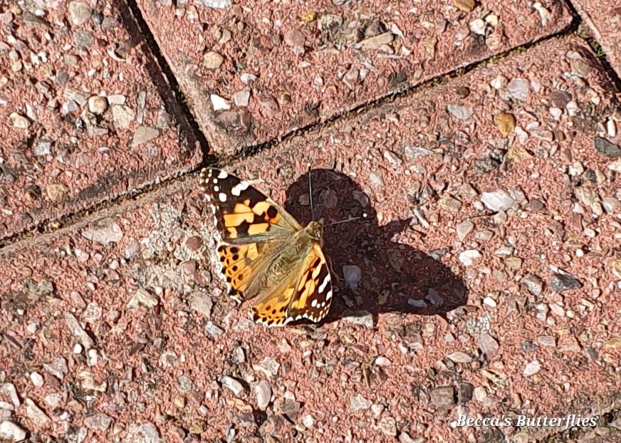 Rebecca's Butterfly Farm (BCyA) tweet media