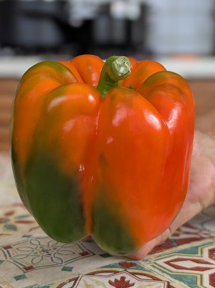 (Amanda)
Betty wants me to show you these weird things that Colin grew. I don't think anyone will be interested but I don't want to upset her so I'm showing you anyway.
They are called Sweet Peppers and Colin has picked over a hundred of them.
It's funny how humans like eating