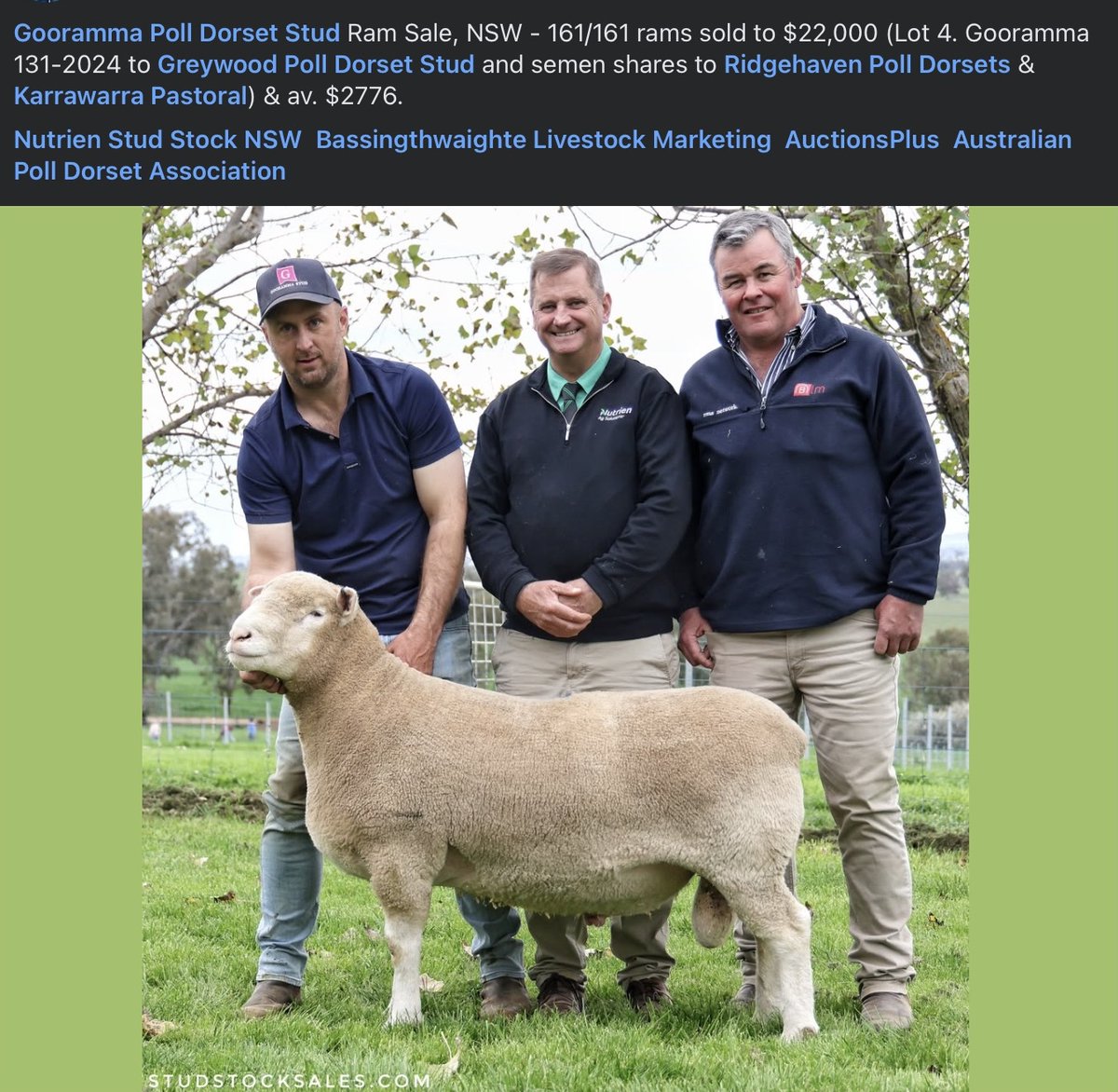 Our 2025 FocusPrime auction rams all have a LEQ in the top 10% 👏 and we’re not stopping there. This bloke will bring even more EQ and carcase power to our flock in 2026. Let’s go.
Congratulations <a href="/Gooramma/">Gooramma Genetics</a>  on an outstanding ram.
<a href="/karrawarra/">Karrawarra Pastoral</a>  #FocusPrime <a href="/studstocksales_/">studstocksales</a>