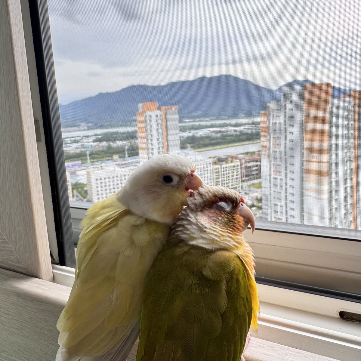 오랜만에 체리하리