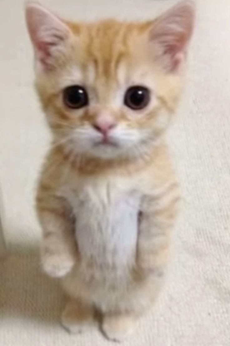 sakkurawife's tweet image. i love my #sakucat