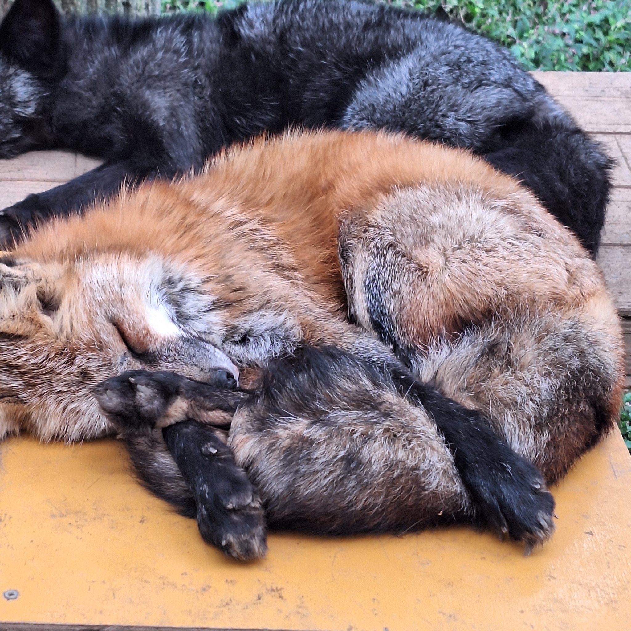 こんにちわんこそば 蜜柑(⁠ㆁ⁠ω⁠ㆁ⁠) (@sinobu0001) / X