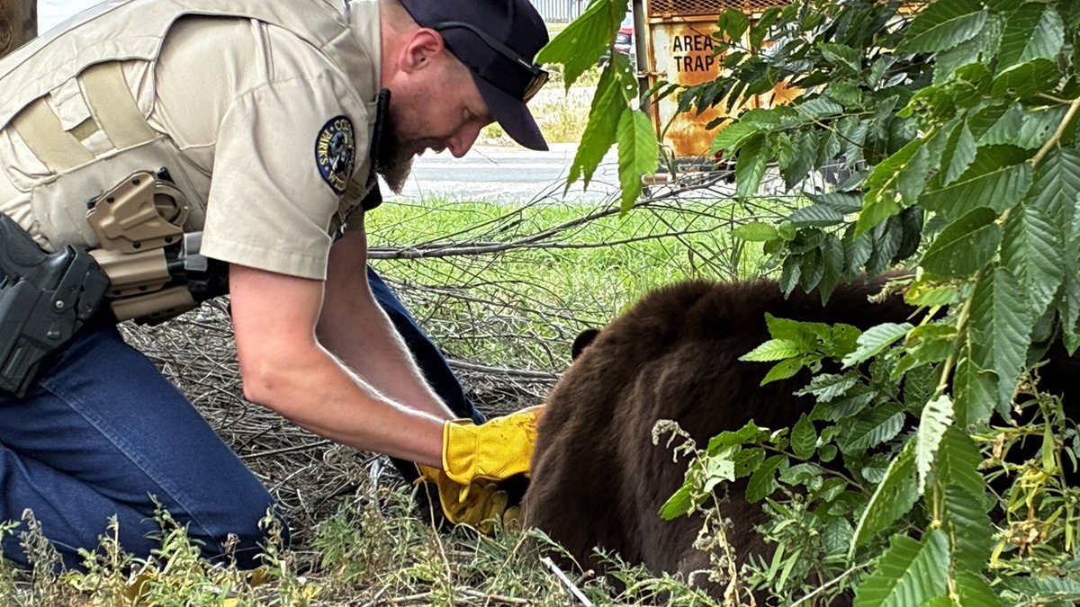 CPW_SE's tweet image. Wildlife Officers welcomed help from @CSUtilities and a neighbor today while relocating a bear from a tree in Colo Springs. Witnesses said the 150lb, 2-3 yr old sow (female) was struck by a car Tues night, and remained on the ground ~30 min before waking and running off.