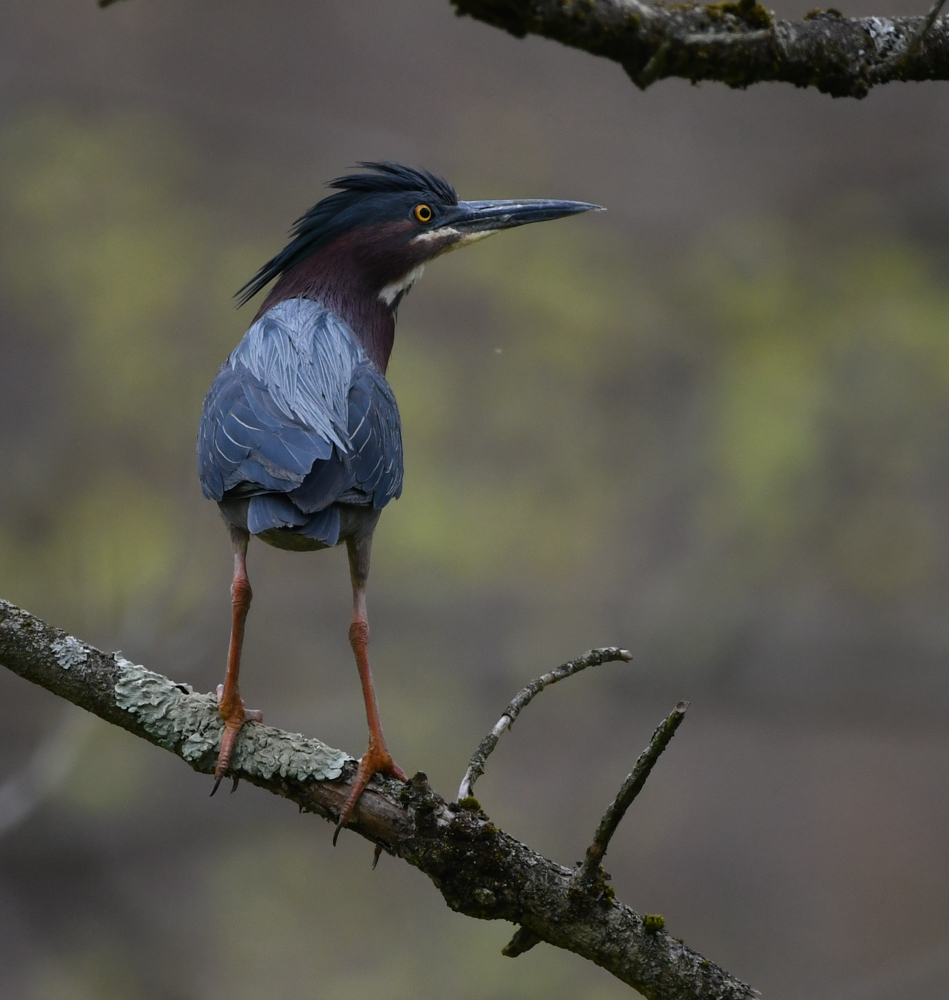 thegreenheron's tweet image. The Daily #Heron