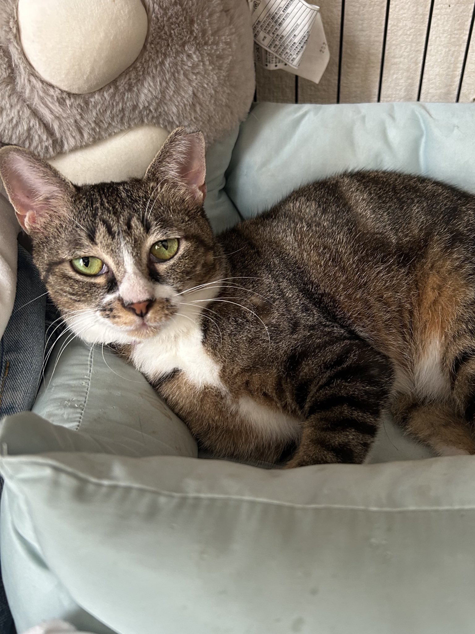 娘猫 Amazon.co.jp: アゾンインターナショナル(AZONE INTERNATIONAL