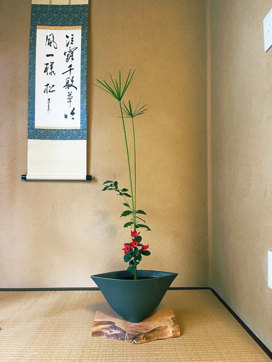 おはようでござる🐵

本日の生け花
シペラス、小紫、コクテール
Cyperus, Purple Beautyberry and Koktail.

シンプルだからこそ映える美しさ。
#華道俳優 
#池坊
#和室に置くとまた良いよね