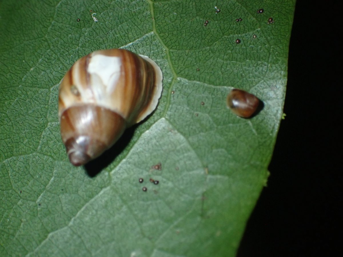 Partula reintroduction comes to an end for 2025 with a final monitoring in lovely Papehue valley on Tahiti. Nothing startling today but lots of newborn snails is encouraging. I really hope we can show success with Partula nodosa next year.