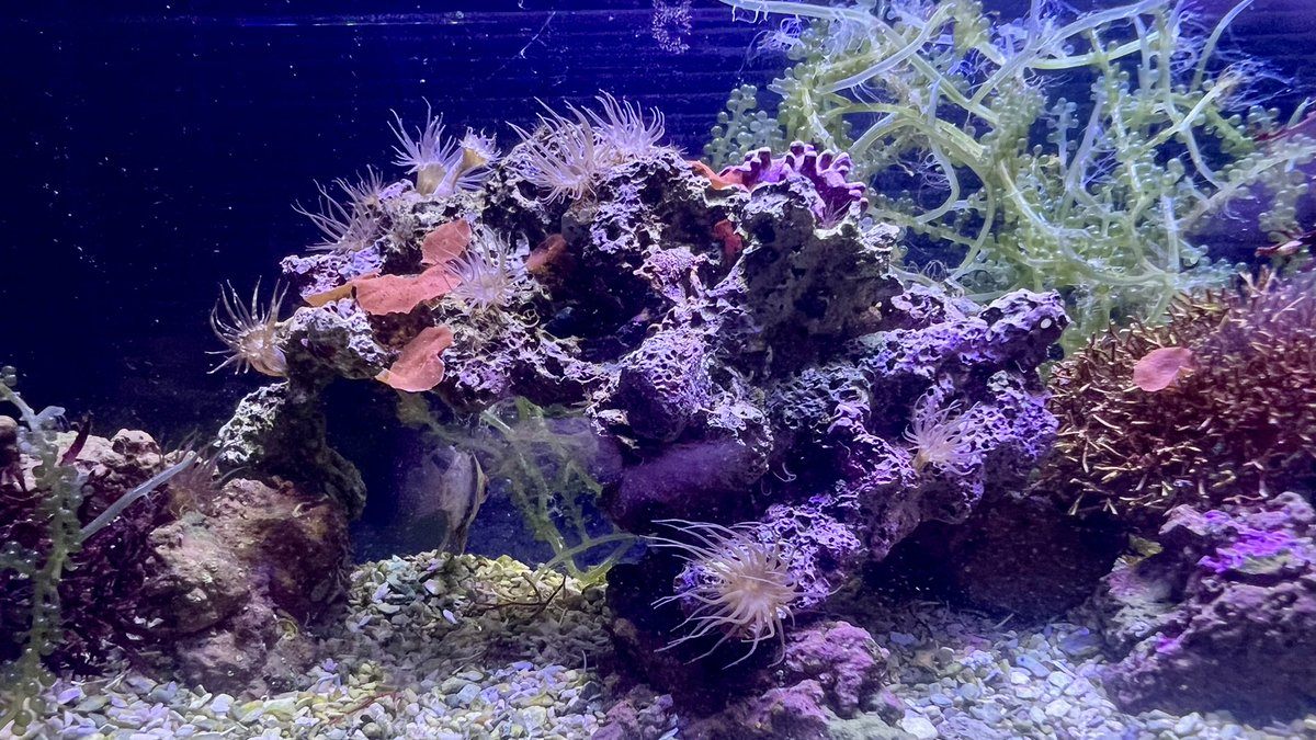 Kazupon_pon8's tweet photo. フチドリカワハギはスゴイ！

約2週間でカーリーがいなくなった
ディスクは食べられなかったから良かったけどウミアザミは大ダメージで下の水槽に避難！
食べるものがなくなったのか、今日の朝からメガバイトレッドを食べ始めた
餌付けいらずでラッキー
#海水魚 #フチドリカワハギ #カーリー対策 https://t.co/o4fpQVLPEj