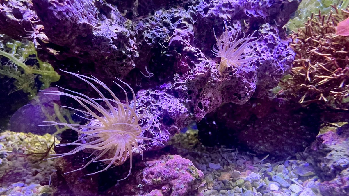 Kazupon_pon8's tweet photo. フチドリカワハギはスゴイ！

約2週間でカーリーがいなくなった
ディスクは食べられなかったから良かったけどウミアザミは大ダメージで下の水槽に避難！
食べるものがなくなったのか、今日の朝からメガバイトレッドを食べ始めた
餌付けいらずでラッキー
#海水魚 #フチドリカワハギ #カーリー対策 https://t.co/o4fpQVLPEj