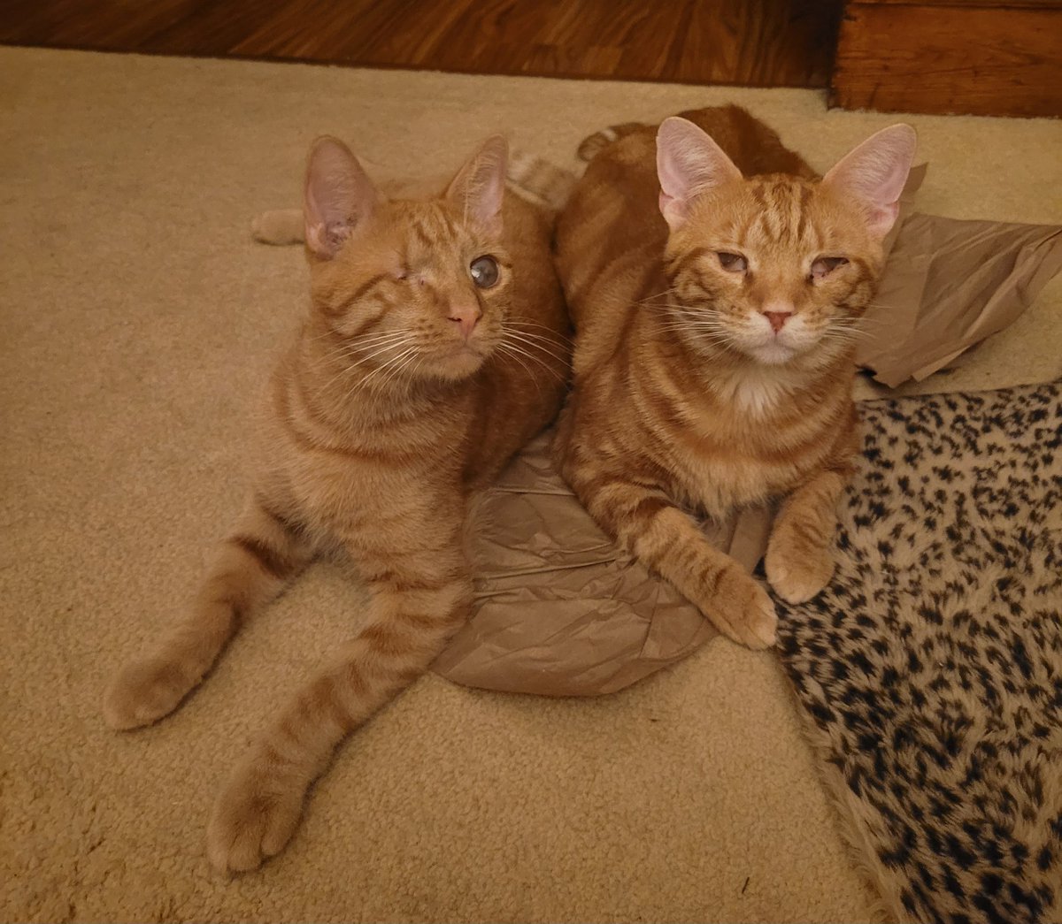 The_DerpyBruce tweet media