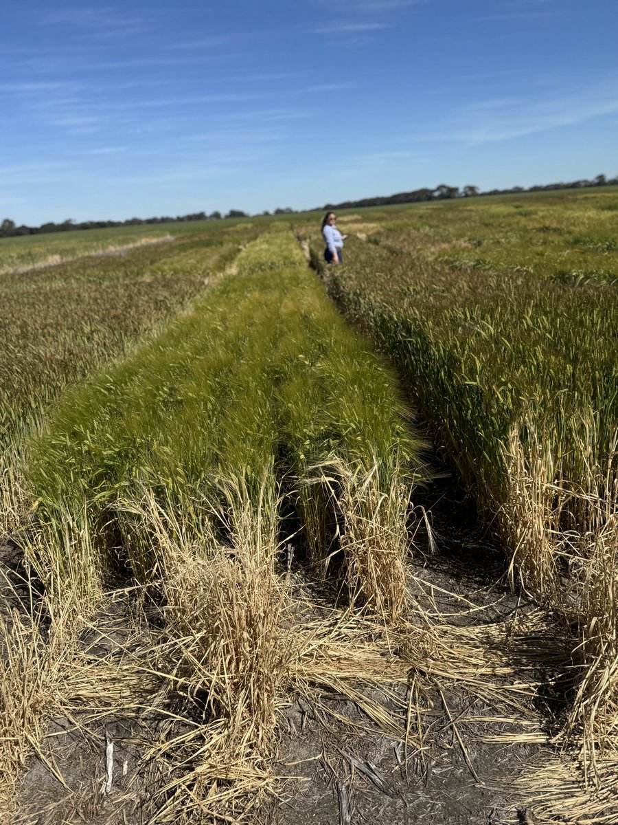 Good to see <a href="/GRDC_NVT/">GRDC National Variety Trials (NVT)</a> <a href="/GRDCWest/">GRDC West</a> from the air, &amp; an assessment from the ground, who needs a Drone when you have a Rex😜