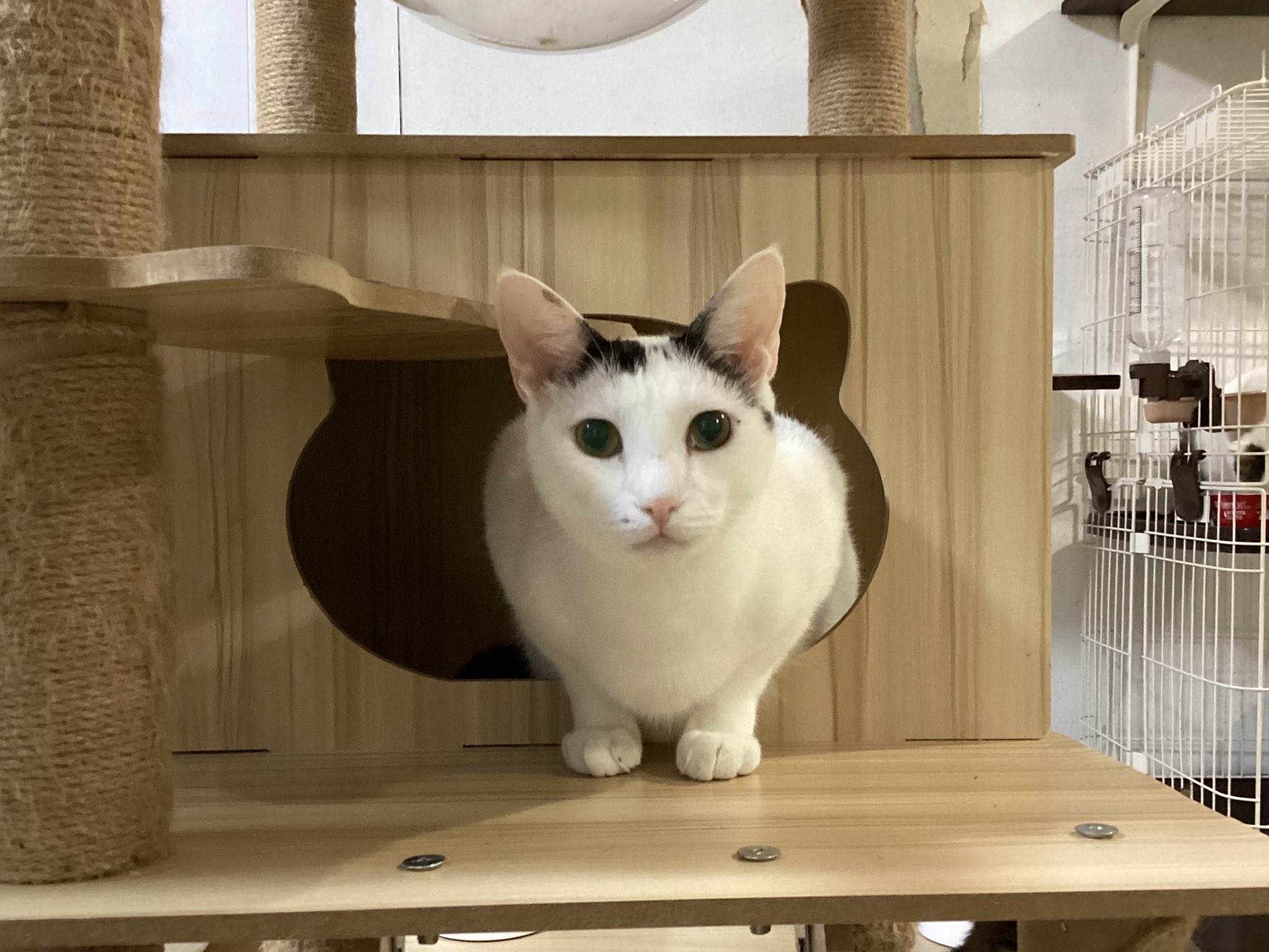 ★cat★保護猫活動支援様 M3334★ 注染浴衣 ★ 裄長ゆったり　吉原繋ぎ ☆cat☆保護猫活動支援様 M3334☆ 注染浴衣 ☆ 裄長