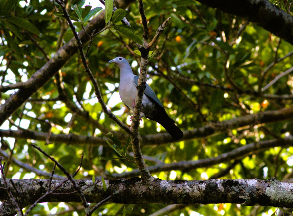 gregrobertsqld's tweet image. Beach Kingfisher &amp;amp; Island Imperial-Pigeon among birds seen Santa Isabel Island #solomonislands #birds #birding Also very rare Beck&apos;s Petrel &amp;amp; Grey-backed Tern seen at sea sunshinecoastbirds.blogspot.com/2025/09/solomo…