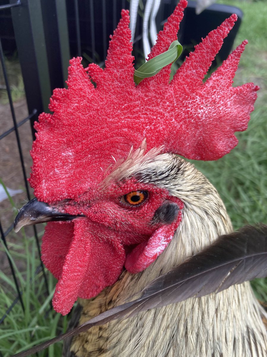 Sinister Chicken Man 🔪 tweet media